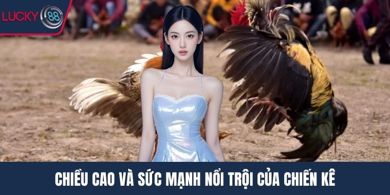 Chiều cao và sức mạnh nổi trội của chiến kê
